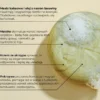 Calendula Modern Self Care, szampon w kostce, Matcha & Pokrzywa & Skrzyp, 80 g