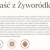Gorvita, maść z żyworódki, 130 ml