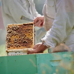 Haddrell's, Manuka Honey, miód manuka UMF22+, MGO968+, 250 g