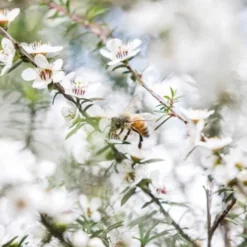 Haddrell's, Manuka Honey, miód manuka UMF13+, MGO404+, 250 g