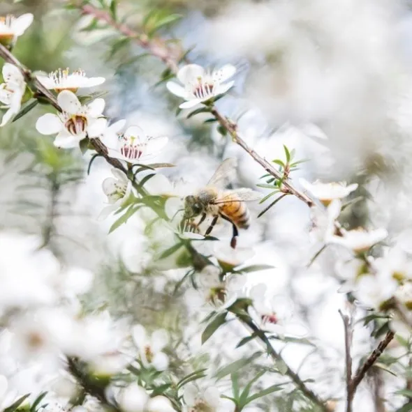 Haddrell's, Manuka Honey, miód manuka UMF10+, MGO261+, 500 g