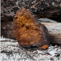 MYQO BIO Chaga Błyskoporek podkorowy, proszek, 100 g