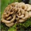 MYQO BIO Maitake Żagwica listkowata, proszek, 100 g