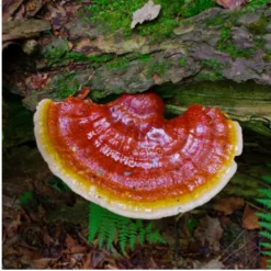 MYQO BIO Reishi, Ganoderma lucidum - Lakownica lśniąca, proszek, 100 g