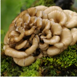 MYQO Maitake - Żagwica listkowata, kapsułki, 90 szt.