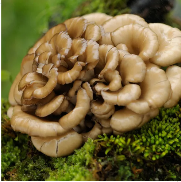 MYQO Maitake - Żagwica listkowata, kapsułki, 90 szt.