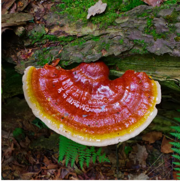 MYQO Reishi - Ganoderma lucidum - Lakownica lśniąca, kapsułki, 90 szt.