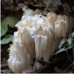 MYQO Soplówka jeżowata - Lion's mane - Hericium, kapsułki, 90 szt.