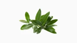 Omega 3 Algae, kapsułki miękkie, 60 szt.
