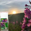 Proherbis Herbatka Głowienka pospolita, ziele cięte, 50 g