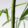 Purito Mighty Bamboo Panthenol, serum z pantenolem, 30 ml