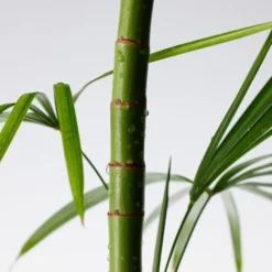 Purito Mighty Bamboo Panthenol, serum z pantenolem, 30 ml